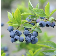 Close-up van rijpe blauwe bessen aan een tak met bladeren