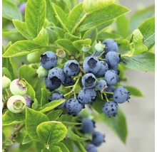 Blauwe bessen aan de struik met groene bladeren