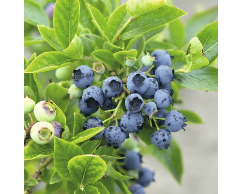 Blauwe bessen aan de struik met groene bladeren