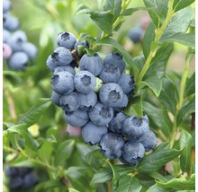 Close-up van blauwe bessen aan een struik met groene bladeren