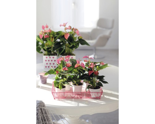 Kamerfoto met roze anthuriums in potten op een tafel