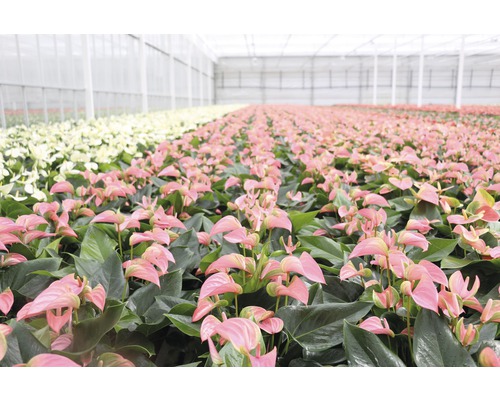 Kas met anthuriumplanten
