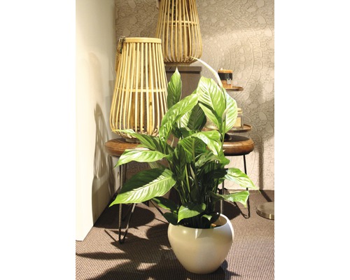Vredeslelie in een pot, gecombineerd met decoratieve houten lantaarns op een bijzettafel.