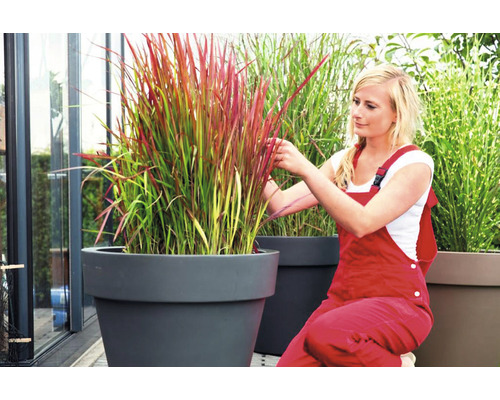 Vrouw die siergras in een plantenbak verzorgt.