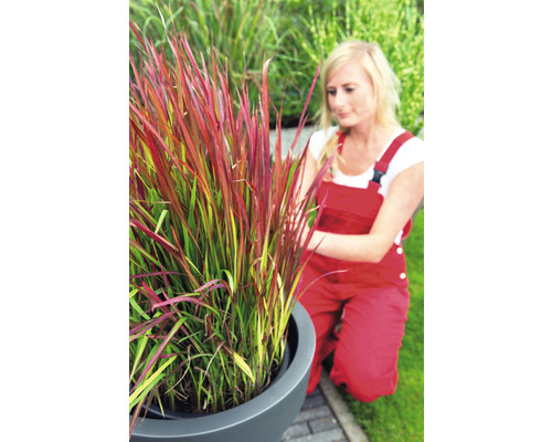 Grasnelke in pot met tuinierster in de tuin