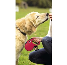 Hond aan de lijn wordt beloond met voer