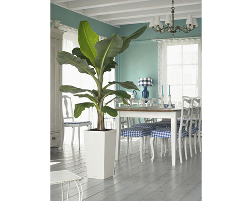 Interieur met bananenplant in witte plantenbak, eettafel en stoelen
