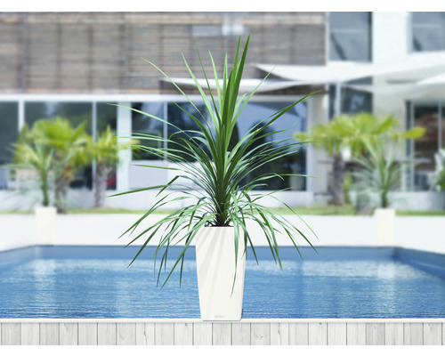 Plant in plantenbak bij zwembad