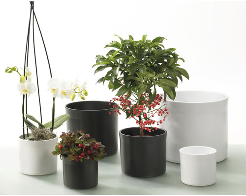 Diverse planten in zwarte en witte bloempotten