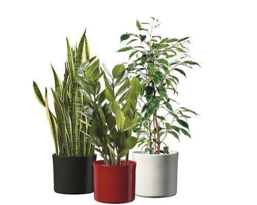 Drie kamerplanten in potten