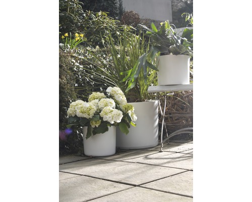 Decoratieve planten in ronde plantenbakken in de tuin