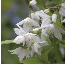 FLORASELF® Bruidsbloem Deutzia gracilis potmaat Ø17 cm