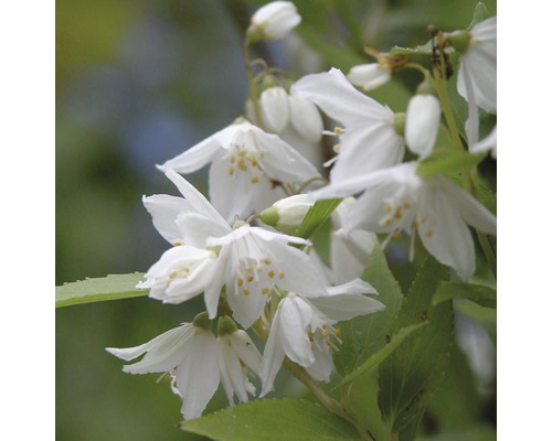 Bloemen van de Deutzia gracilis