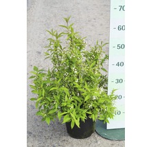 Bruidsbloem in pot met meetschaal