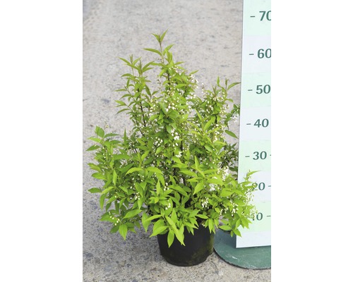 FLORASELF® Bruidsbloem Deutzia gracilis potmaat Ø17 cm