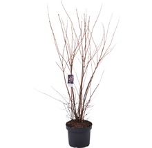 Hortensia in pot met etiket