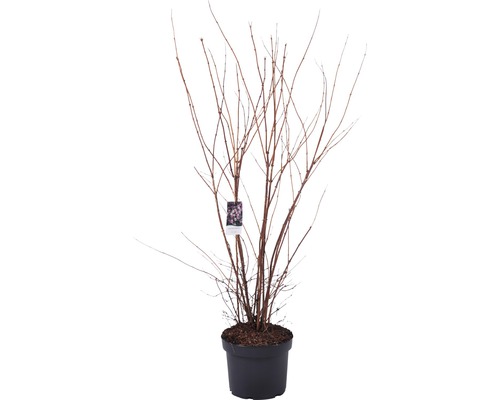 Hortensia in pot met etiket