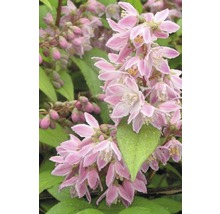 Bloemenpracht van de Deutzia in detail