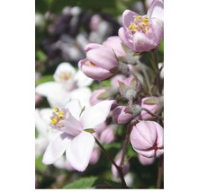 Close-up van Deutzia bloemen