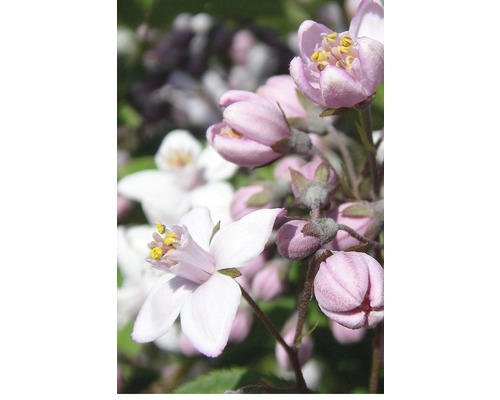 FLORASELF® Bruidsbloem Deutzia gracilis roze potmaat Ø17 cm