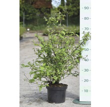 Bruidsbloem in pot met meetschaal voor hoogtemeting