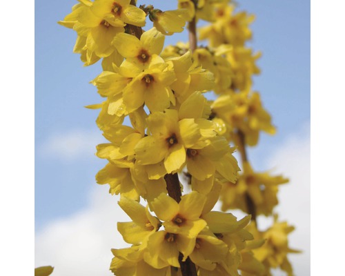 Close-up van forsythiatak met gele bloemen tegen een blauwe lucht