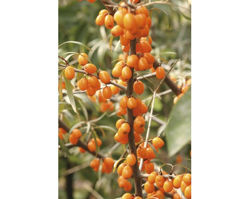 FLORASELF Duindoorn Hippophae rhamnoides 'Friesdorfer Orange' potmaat Ø 21,0 cm H 40-60 cm