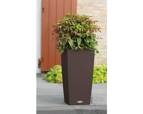 Hoge plantenbak met plant op een terras