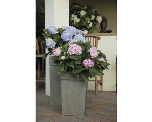 Decoratieve hortensia''s in plantenbakken op een terras