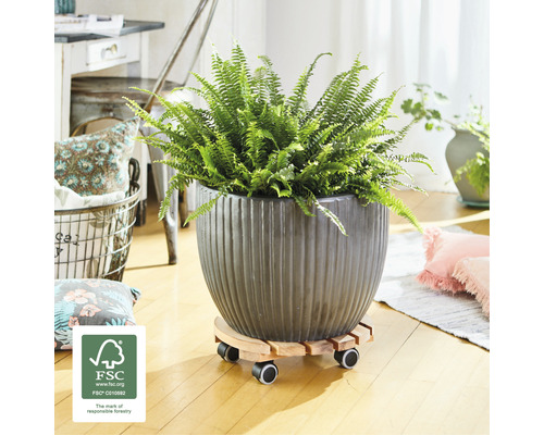 Kamerplant in pot met wielen en FSC-keurmerk voor verantwoord bosbeheer