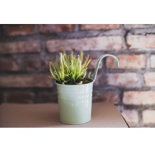 Zonnedauw plant in pot