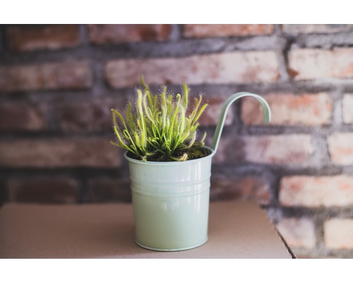 Zonnedauw plant in pot