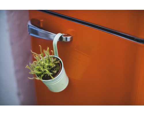 Een Drosera plant in een pot hangt aan een deurklink.