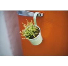 Cactus in decoratieve bloempot hangt aan een deur