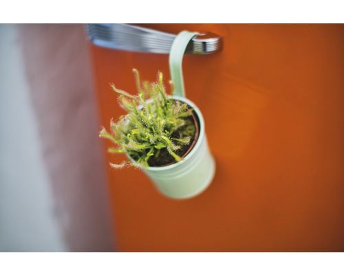 Cactus in decoratieve bloempot hangt aan een deur