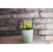 Zonnedauw plant in pot