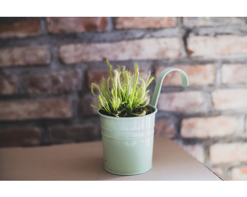 Zonnedauw plant in pot