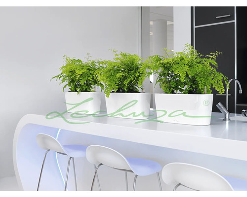 Drie witte plantenbakken met planten op een aanrecht met barkrukken
