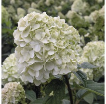 FLORASELF® Hortensia Hydrangea macrophylla 'lichtgroen' potmaat Ø29 cm