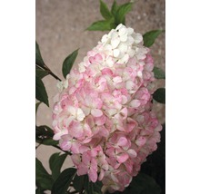 FLORASELF Pluimhortensia Hydrangea paniculata 'Vanille Fraise' potmaat Ø 23,0 cm H 60-80 cm