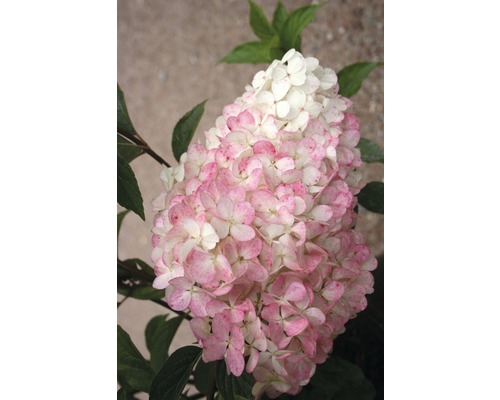 Pluimhortensia met bloemen