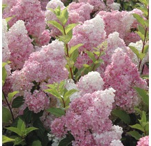 FLORASELF Pluimhortensia Hydrangea paniculata 'Vanille Fraise' potmaat Ø 23,0 cm H 60-80 cm