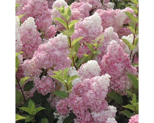 FLORASELF Pluimhortensia Hydrangea paniculata 'Vanille Fraise' potmaat Ø 23,0 cm H 60-80 cm