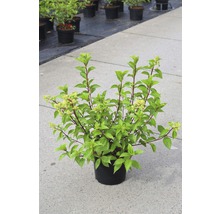FLORASELF Pluimhortensia Hydrangea paniculata 'Vanille Fraise' potmaat Ø 23,0 cm H 60-80 cm