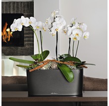 Orchideeën in een grijze plantenbak op een tafel