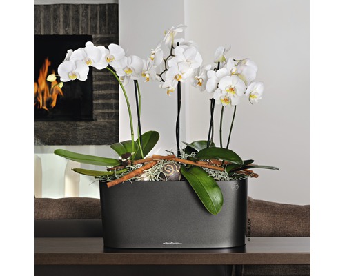 Orchideeën in een grijze plantenbak op een tafel