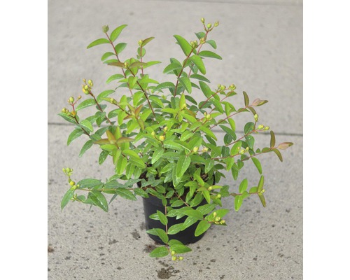 Sint-Janskruid plant in pot