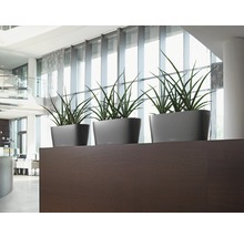 Drie grijze plantenbakken met groene planten op een donkerhouten plank in een lichte ruimte.
