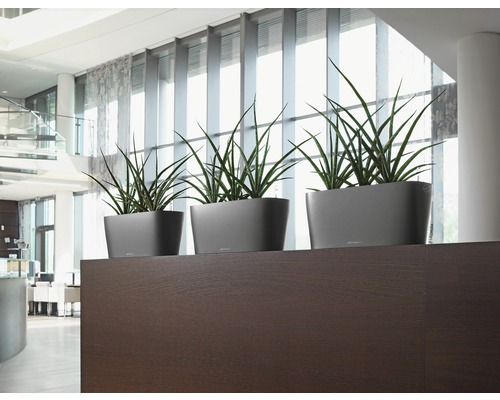 Drie grijze plantenbakken met groene planten op een donkerhouten plank in een lichte ruimte.