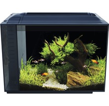 Aquarium met decoratie, planten en vissen